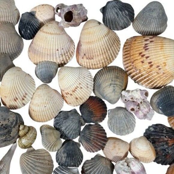 Lg Sea Shells Huge Lot Beautiful Assorted Seashells 3+ lbs. Crafts Decor Collect - Picture 4 of 10